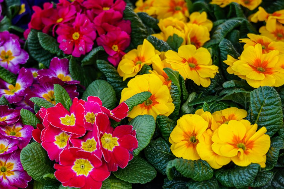 Close-up of vibrant primrose flowers arranged in clusters, featuring bright yellow petals with orange streaks, deep pink blooms with yellow centers, and purple flowers with white edges, all surrounded