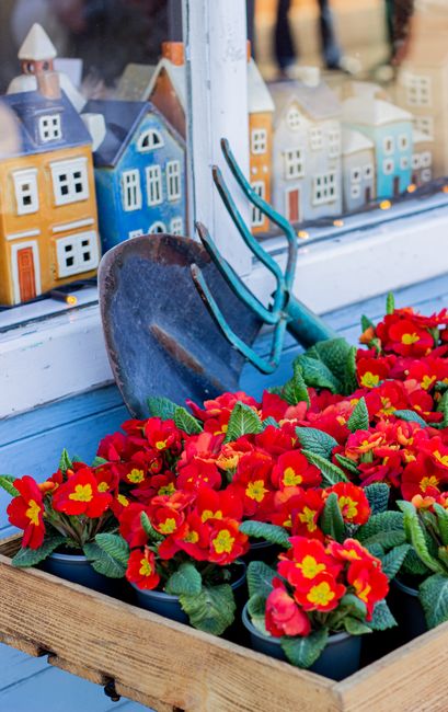 A window sill decorated with vibrant red primrose flowers with yellow centers, surrounded by lush green leaves in a black rectangular planter box. Leaning against the window is an old, rustic gardenin