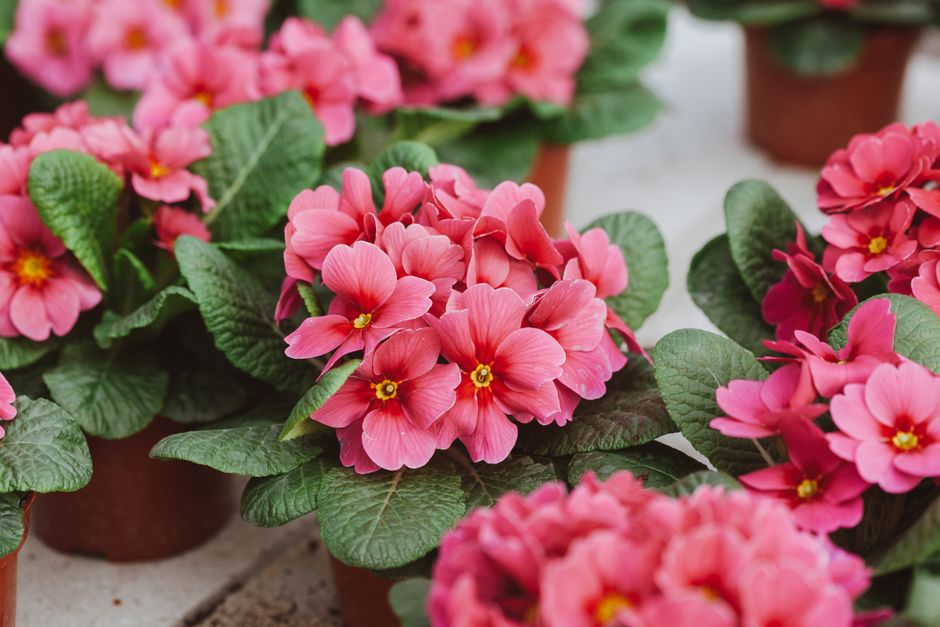 Close-up view of vibrant pink primrose flowers arranged in small terracotta pots, with lush green leaves and textured stems. The flowers feature delicate petals with a brighter yellow center, showcasi