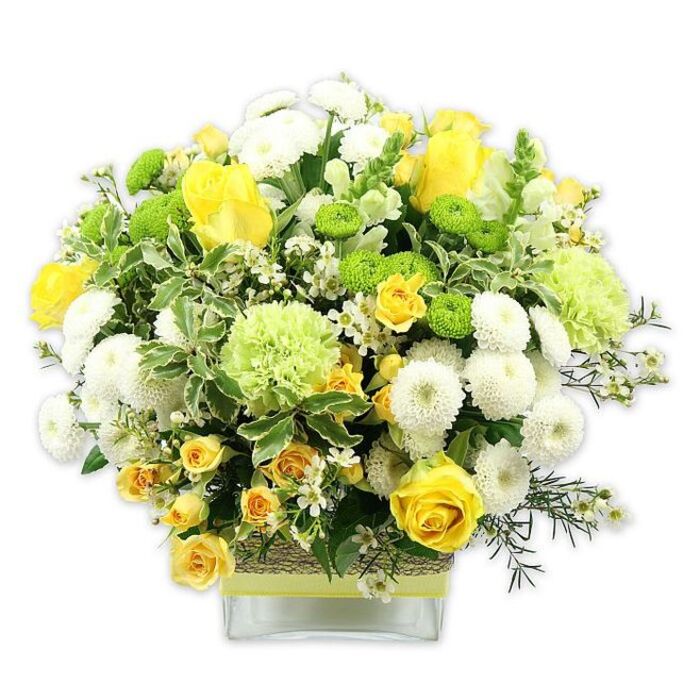 A lush, carefully crafted floral arrangement rises from a low, clear glass cube vase, captured against a pure white background that accentuates every hue and texture. The bouquet is rounded and full, composed in a cheerful palette of yellow, white, and lively lime green that calls to mind the first burst of spring blossom around Primrose Hill. Prominent yellow roses, with their velvety petals spiralling open, are dotted throughout the design, some in full bloom and others still in half-open buds, adding a sense of life and progression. Around them, smaller yellow spray roses cluster closely, creating intricate layers of colour and form. Soft, spherical white pompom chrysanthemums nestle between the roses, their countless petals forming dense, cushion-like shapes that give the bouquet a plush, inviting look. Contrasting these are bright lime green button chrysanthemums, compact and globe-shaped, which add vivid points of interest. Larger, more softly ruffled pale green flowers-suggestive of green carnations or decorative chrysanthemums-bring an airy, textured lightness to the arrangement. The whole bouquet is embraced by abundant greenery: broad, variegated leaves edged with creamy white, glossy deep green foliage, and fine, feathery sprigs that thread between the flowers. Scattered among the larger blooms are tiny white filler flowers with star-shaped petals, adding subtle sparkle and a delicate, lace-like feel. The glass vase reveals straight, carefully cut stems resting in clear water, and its midsection is wrapped in a rustic band of natural, textured material, possibly bark or woven fibre. A sleek lime green ribbon encircles this wrap, tying the design together visually. The overall impression is one of warmth, joy, and refined simplicity-an arrangement that would sit beautifully on a Primrose Hill breakfast table, complement a gathering with friends, or arrive as a thoughtful, uplifting delivery from Florist Primrose Hill.