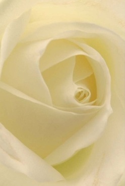 Here, the soul of a creamy-white rose is tenderly portrayed, its spiraling petals inviting touch and wonder-like a loving gesture from a florist along Regent's Park Road. Each velvety, nearly translucent layer seems to glow with soft undertones of pale lemon and cream, the light diffused and welcoming, reminiscent of early spring mornings in Primrose Hill. The image radiates calm and comfort, the kind of quiet reassurance shared through a thoughtful bouquet delivered to a neighbour on King Henry's Road. No harshness intrudes; instead, the purity of the rose's design evokes the serenity and elegance of a small anniversary gathering, a gentle apology, or a private celebratory moment by the park. If you linger, you can almost imagine the room filling with the bloom's subtle, calming fragrance-a hallmark of true floral artistry familiar to Primrose Hill's discerning residents. There is timelessness captured within these petals, a testament both to nature's patience and the local expertise devoted to every floral expression.