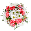 A celebration of renewal and cheerful charm, this expertly composed bouquet from Primrose Hill blends crisp white daisies and plush coral-pink carnations with little clouds of baby's breath, conveying springtime's embrace. At its centre, the daisies' golden-green centers smile brightly, surrounded by carnation ruffles and subtle blushes from just-unfolding alstroemeria buds-each detail a thoughtful touch inspired by Primrose Hill's elegant terraces and parkland views. Eucalyptus leaves, silvery-matte and fragrant, curl through the design alongside deeper green foliage, supporting the flowers with tonal balance and natural aroma. The composition feels spacious and uplifting, ideal for birthdays, congratulations, or simply to add a sense of light-hearted celebration to local homes. Every element reflects the skilled hands and creative spirit of a Primrose Hill florist, designed for perfect gifting or a beautiful display that brightens each day in this vibrant London neighbourhood.